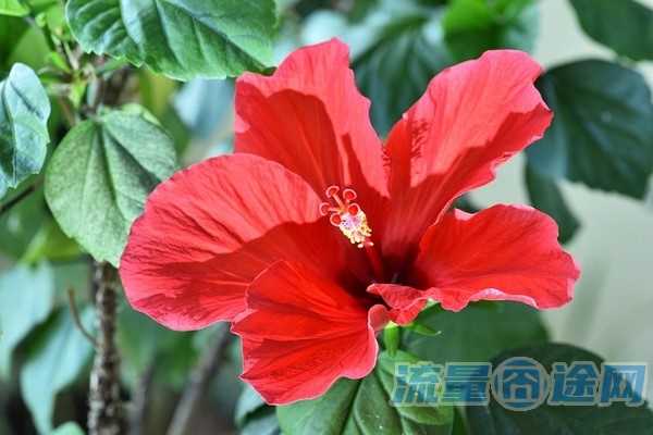 流量囧途文章-山东联通卡流量卡（聊城联通流量卡）