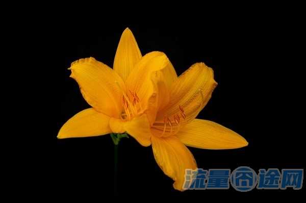 流量囧途文章-保定移动流量王卡（移动的流量王卡套餐怎么收费）