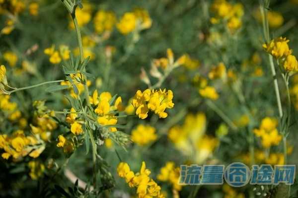 流量囧途文章-重庆大王流量卡哪个好（重庆的大王卡只能在重庆用