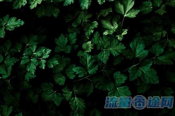 流量囧途文章-用主卡怎么申请副卡流量（主卡怎么开通副卡业务）