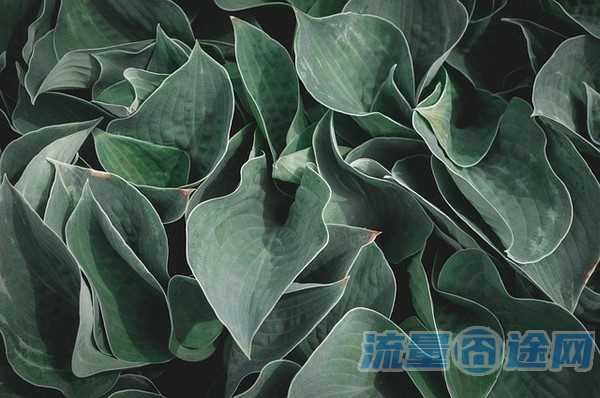 流量囧途文章-云狗流量卡过期怎么换（云卡流量池）