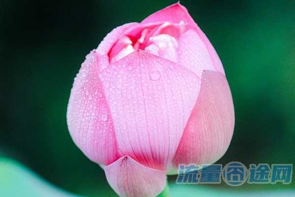 流量囧途文章-大王卡开通不限流量（大王卡不限速是什么意思）