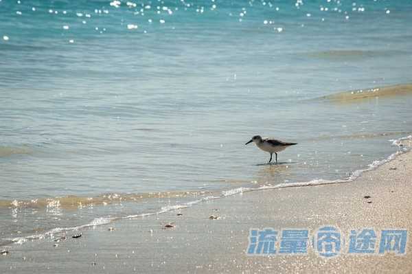 流量囧途文章-电信有纯流量卡吗（电信有纯流量卡吗,没有主卡）