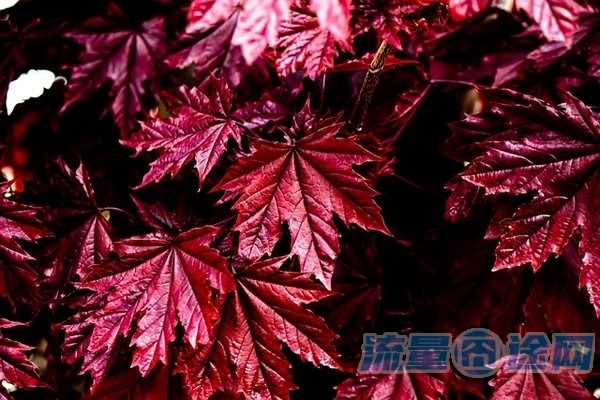 流量囧途文章-瑞银信流量卡（瑞银信流量卡第一年48第二年怎么