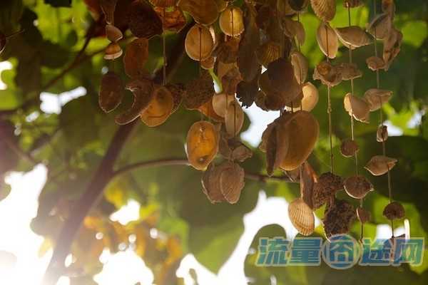 流量囧途文章-双带手机卡流量设置（双卡双待手机怎样设置流量）
