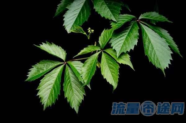 流量囧途文章-天津电信流量卡（2020电信流量卡）