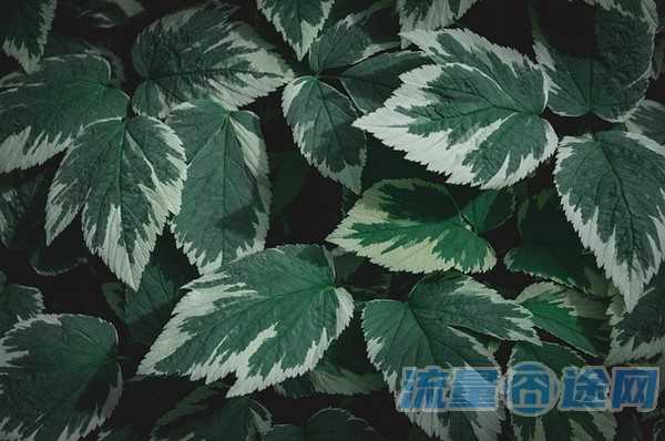 流量囧途文章-移动不限流量卡（移动不限流量卡怎样提速）