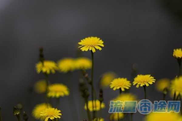 流量囧途文章-流量王日租卡（移动王卡日租流量费是什么意思）