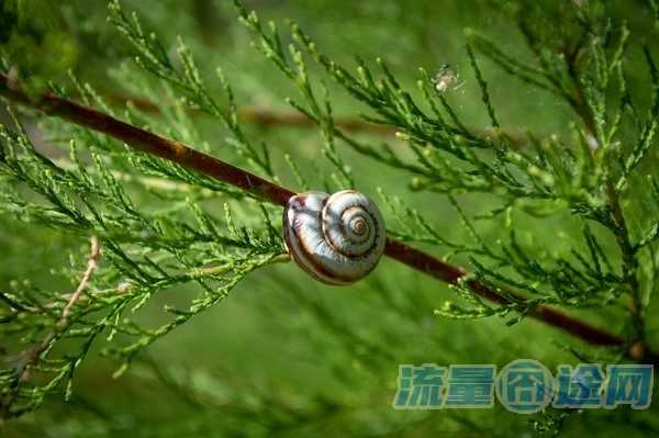 流量囧途文章-新西兰电话卡有流量吗（新西兰电话卡购买攻略）