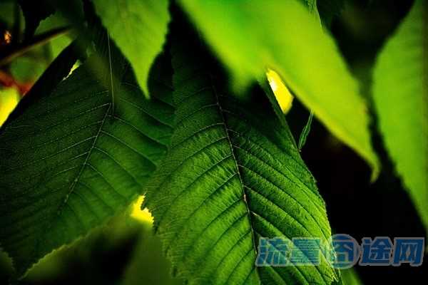 流量囧途文章-电信卡流量资费（电信卡流量资费怎么退）