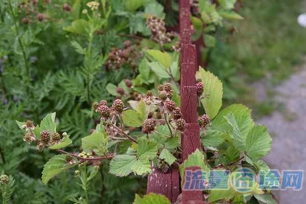 流量囧途文章-除了大王卡还有什么卡流量多（除了腾讯大王卡还有