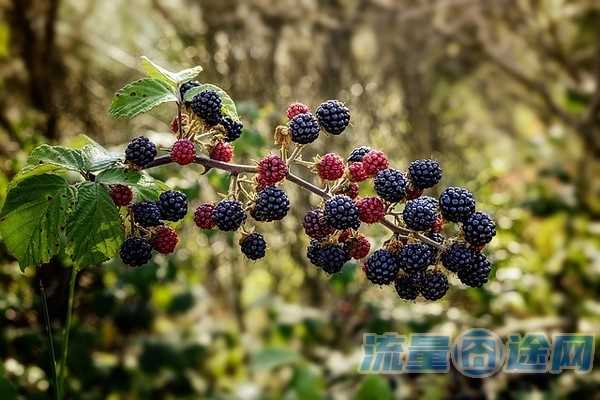 流量囧途文章-你们在用哪种流量卡套餐（什么流量卡套餐划算）