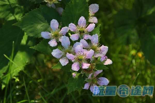 流量囧途文章-小米无线流量卡（小米的无线流量卡）