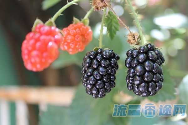 流量囧途文章-拼多多的流量卡是什么卡（拼多多的流量卡是什么卡