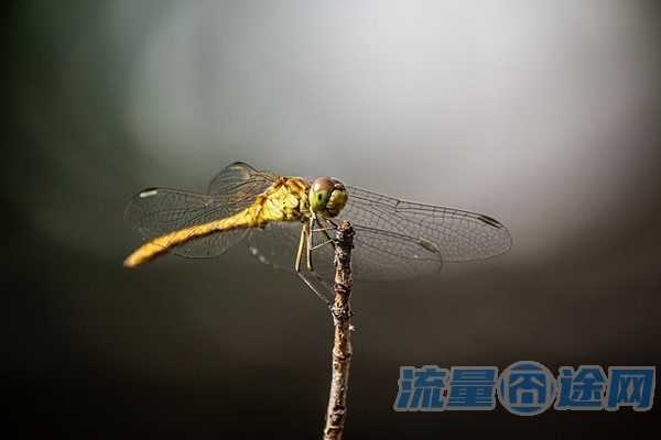 流量囧途文章-流量卡是网络卡吗吗（流量卡是网络卡吗吗还是流量