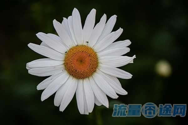 流量囧途文章-移动流量卡的图片（移动流量卡的图片怎么看）